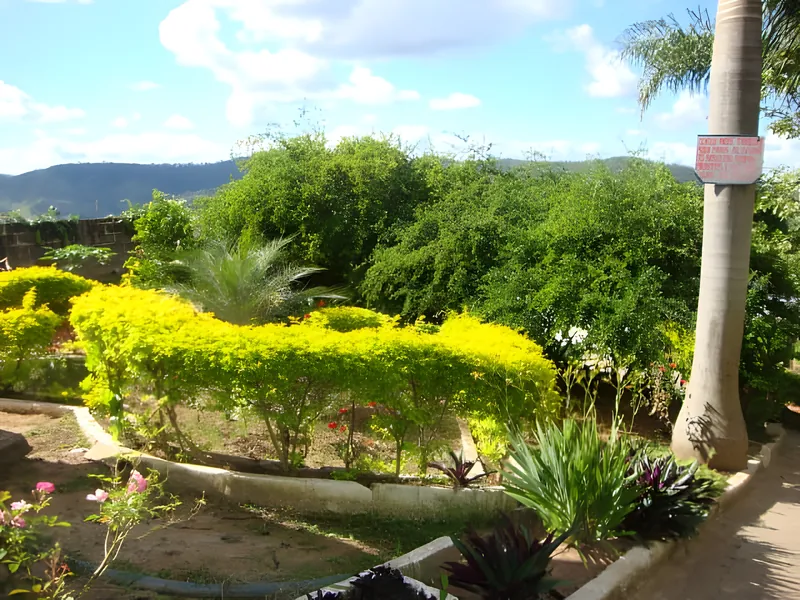 Foto real: jardim da Colônia, com arbustos floridos e uma palmeira, e morros ao fundo